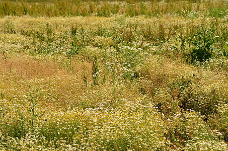 chamomile, field, herbal medicine, ecology, agriculture, wild, nature