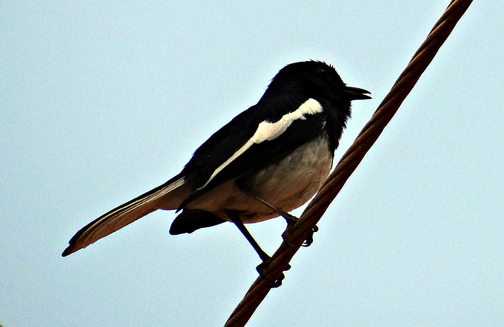 Oriental magpie-robin, Robin, Copsychus saularis, Nam, bộ sẻ, con chim, Dharwad