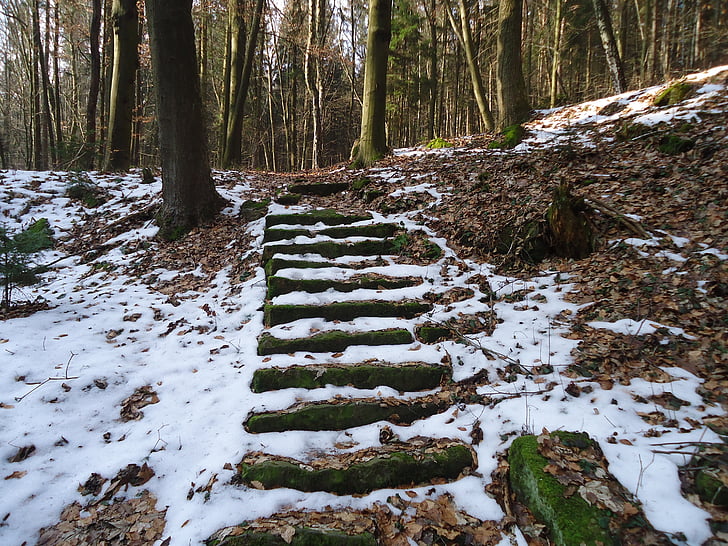 zimowe, schody, lasu, śnieg
