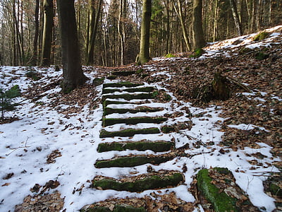 겨울, 계단, 숲, 눈