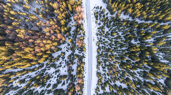 drone, aerial, aeriel, pines, autumn, winter, snow