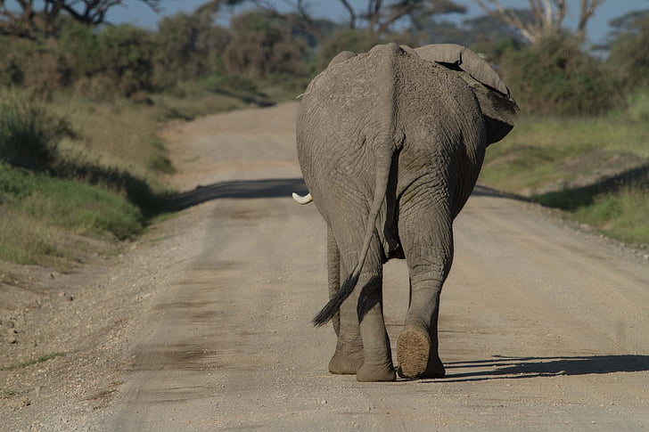 Afrika, Afrikaanse bush elephant, Amboseli, grote vijf, olifant, Kenia, nationaal park
