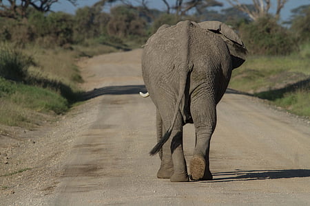 l’Afrique, éléphant de savane africaine, Amboseli, cinq grands, éléphant, Kenya, Parc national