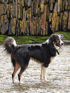 Бордър Коли, куче, овчарка, шотландско овчарско куче, трикольор, домашен любимец, животните