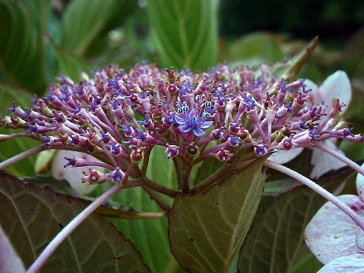 hortensia, Purple, blanc, fleurs, bourgeon, Bush, fleur
