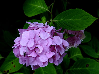 hydrangea, flower, purple, blossom, botanical