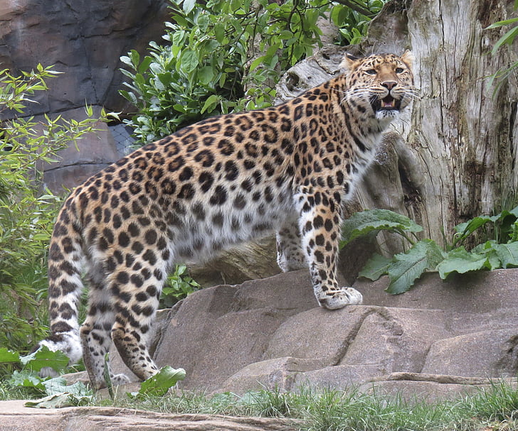 Leopard, gato, selvagem, natureza, predador, vida selvagem, África