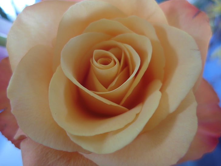 rose, pink rose, orange rose, flower, romance, romantic, love