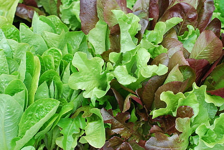 salát, hlávkový salát, baby salát, červené listy, list, zelenina, zdravé