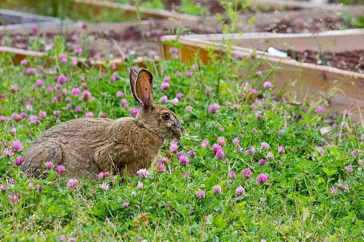 ウサギ, 野生の花, ブルーム, 草, 春, バニー, 自然