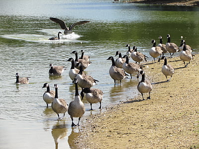 aves, Lago, naturaleza, al aire libre, Essex, Parque, flora y fauna