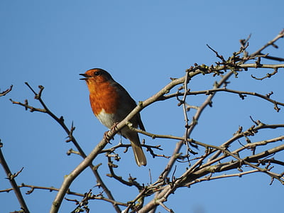 Robin, burung, liar, hewan, satwa liar, Songbird, pohon
