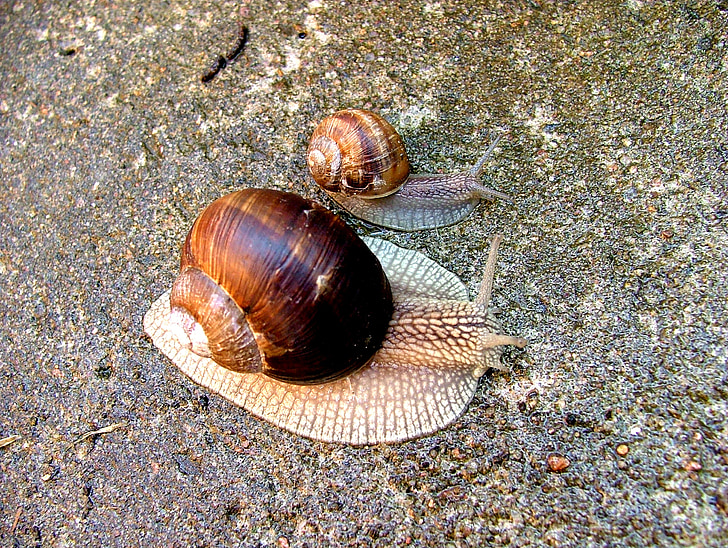 worm, snail, conch, nature, animal, snail shell