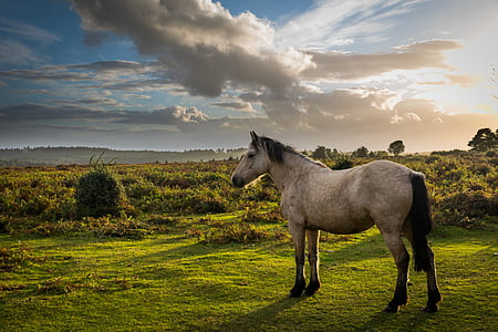 Pferd, Natur, Tier, Pferdesport, Equine, des ländlichen Raums, weiß