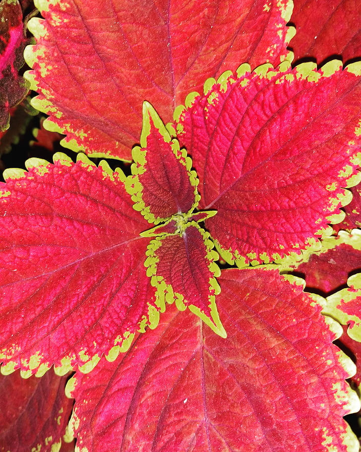 leaf, plant, red, gold, colour