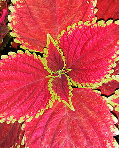 feuille, plante, rouge, Or, couleur