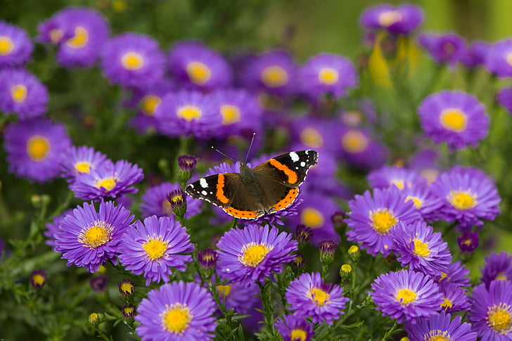бабочка, Адмирал, Цветы, насекомое, edelfalter, красочные, Животный мир