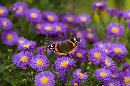 sommerfugl, Admiral, blomster, insekt, edelfalter, farverige, dyrenes verden