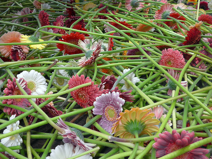 Gerbera, produtos de floricultura, flores de corte, flores, blütenmeer, -de-rosa, amarelo