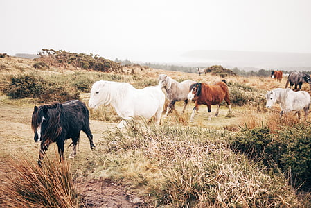 Pferde, Ponys, Pony, Wild, Landschaft, Tiere, landwirtschaftliche Betriebe