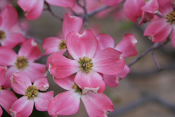 Magnolia, dogwood, blomstrer, blomster, våren, rosa, blomst