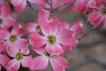 Magnolia, Dogwood, floraciones, flores, primavera, rosa, flor