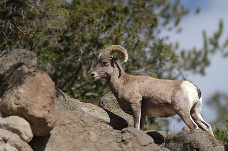bighorn sheep, wildlife, nature, wild, rocks, outdoors, mountain