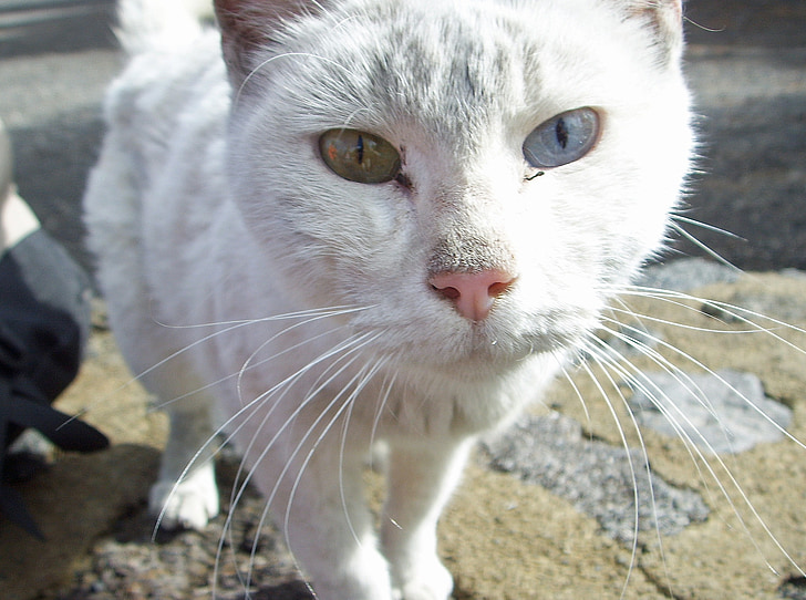 cat, two colored eyes, close, head, domestic cat