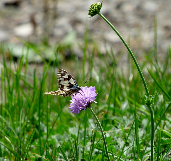 fluture, negru alb, violet, floare, iarba, natura, insectă