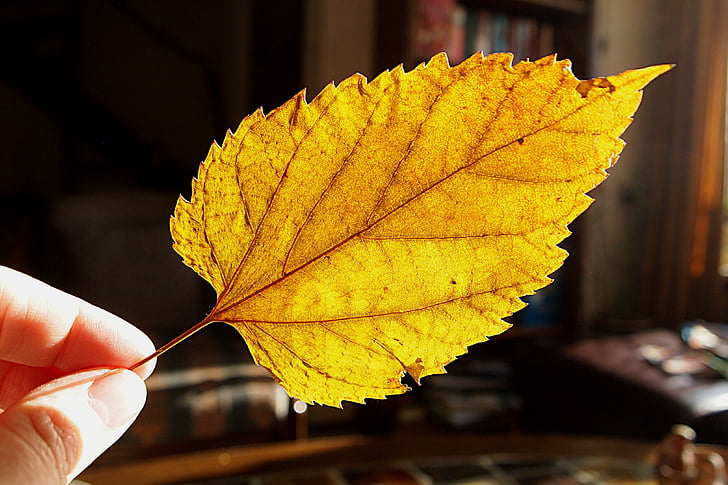 dried leaf, tree leaf, yellow, veins, sunlight, save
