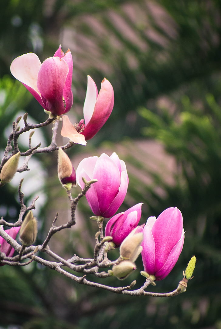 Magnolia flori, primavara, Cantonul, floare, natura, culoare roz, plante