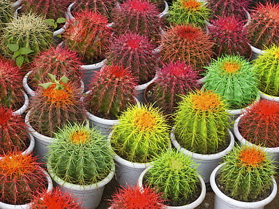 cactus, pots, thorns, plant