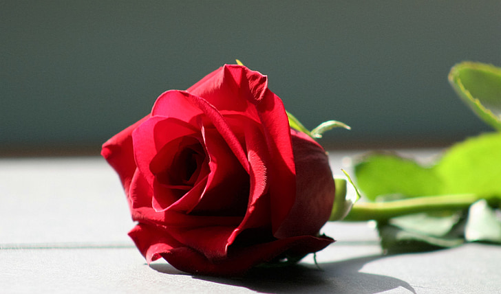rose, red rose, flower, red, love, romance, rose - Flower