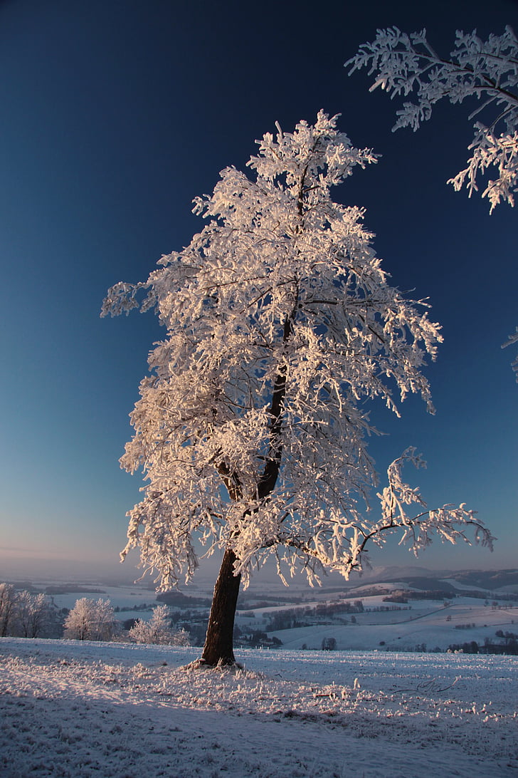 pohon, matahari terbenam, musim dingin, salju, putih, semangat, suhu dingin