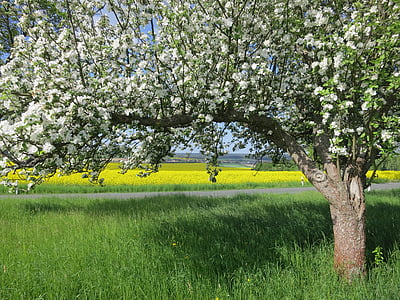 augļu koks zied, koks, Pavasaris, zieds, daba, augļi, ābolu koku ziedu