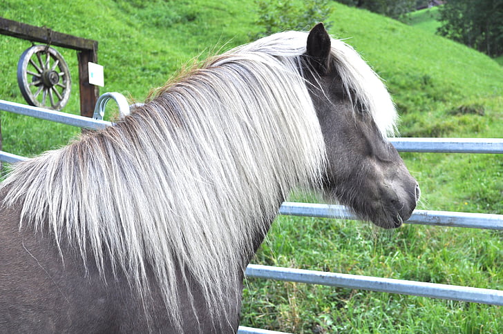 islandeses, colores del viento, Pony, caballo, animales domésticos, un animal, temas de animales