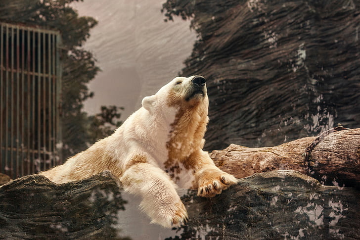 Bjørn, hvid, Rock, kødædende, Arktis, kolde, sne