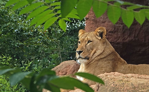 lion, predator, cat, female, wildcat