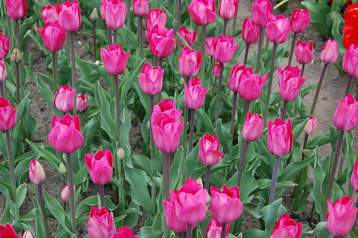 Tulip, merah muda, perkebunan, piknik, bidang Tulip, bunga