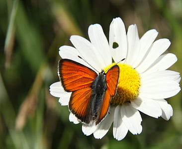 оранжевый, Природа, бабочка