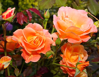 ziedi, rozes, oranža, smaržas, aizveriet, dārza, jauks