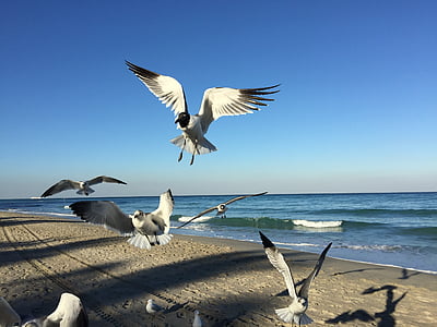 seagull, beach, coast, water, wing, fly, coastline