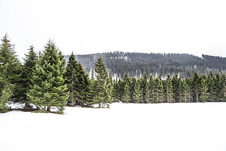 pins, hiver, blanc, froide, arbre, pin, arbre de pin