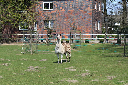 Lama, nature, animal, photographie de la faune, enceinte