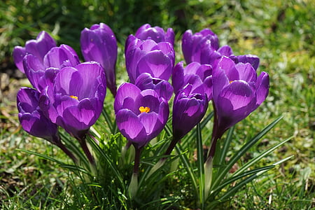 Crocus, flores, púrpura, cerrar, primavera, bühen, colorido