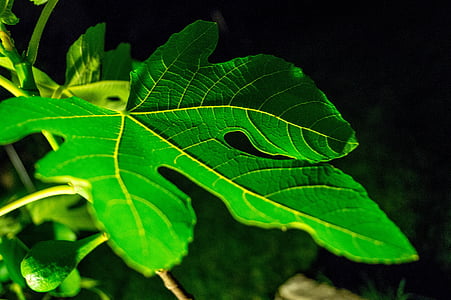 Leaf, Fig, grön, bakgrund, naturen, träd, Frisch