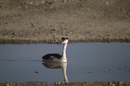 phía tây grebe, bơi lội, con chim, động vật hoang dã, Lake, loài thủy điểu, hoạt động ngoài trời