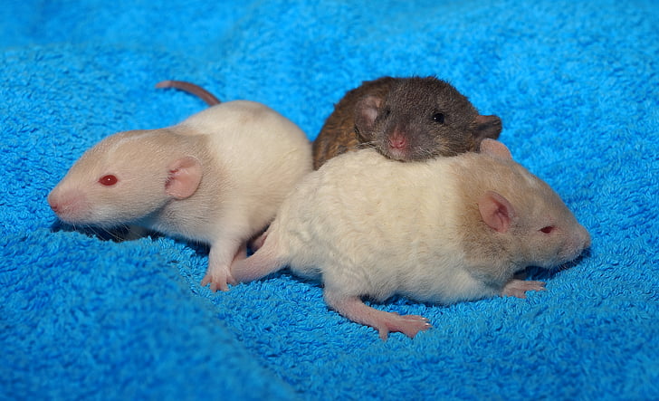 babies, rat babies, rodents, cute, fur, nager, young