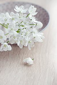 flor, flores, Branco, flores brancas, concurso, romântico, flor de alho-poró