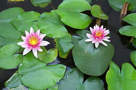 gėlė, vandens Lelija, Tailandas, Gamta